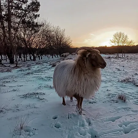 Eureka Vakantiehuisjes Schoorl