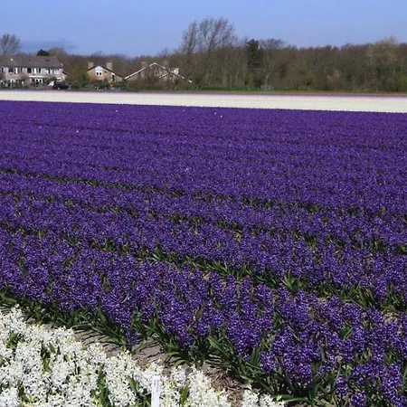 Eureka Vakantiehuisjes Chalé Schoorl