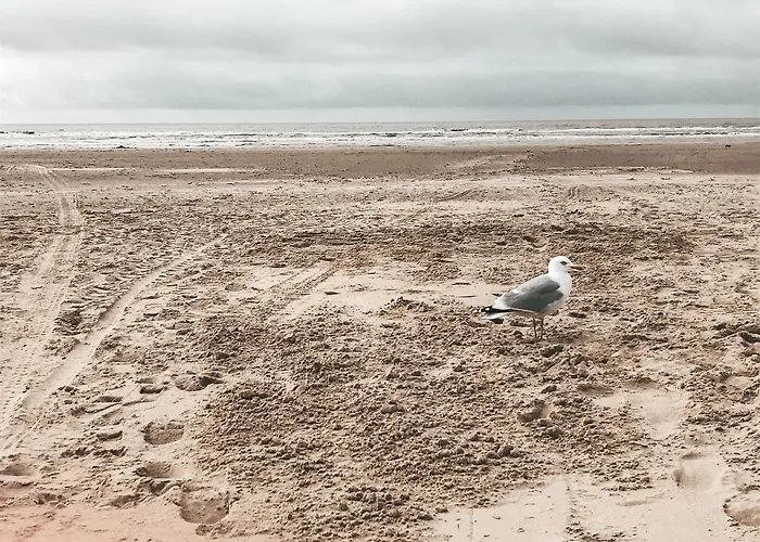 Eureka Vakantiehuisjes Chalet Schoorl