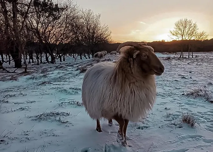 Eureka Vakantiehuisjes Schoorl